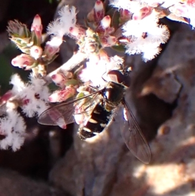 Melangyna sp. (genus) (Hover Fly) at Aranda, ACT - 31 Jul 2024 by CathB