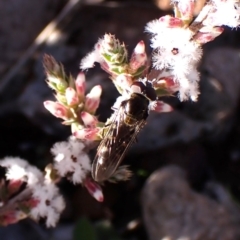 Melangyna sp. (genus) at Aranda, ACT - 31 Jul 2024