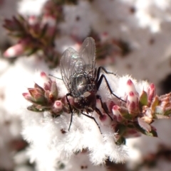 Tachinidae (family) (Unidentified Bristle fly) at Aranda, ACT - 3 Aug 2024 by CathB