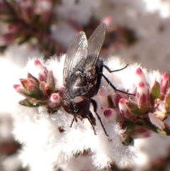 Tachinidae (family) at Aranda, ACT - 3 Aug 2024