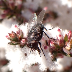 Tachinidae (family) at Aranda, ACT - 3 Aug 2024 03:29 PM