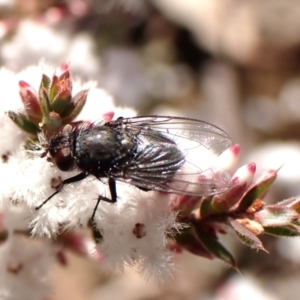 Tachinidae (family) at Aranda, ACT - 3 Aug 2024 03:29 PM