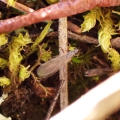 Empididae (family) (Dance fly) at Aranda, ACT - 31 Jul 2024 by CathB