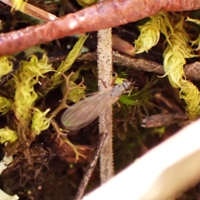 Empididae (family) (Dance fly) at Aranda, ACT - 31 Jul 2024 by CathB