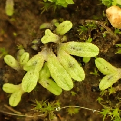 Riccia asprella at Aranda, ACT - 3 Aug 2024 by CathB