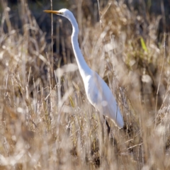 Ardea alba (Great Egret) at Coopernook, NSW - 12 Jun 2024 by KorinneM
