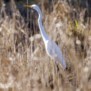 Ardea alba at Coopernook, NSW - 12 Jun 2024 12:51 PM