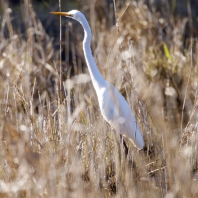 Ardea alba (Great Egret) at Coopernook, NSW - 12 Jun 2024 by KorinneM