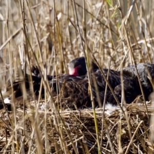 Cygnus atratus at Coopernook, NSW - 12 Jun 2024