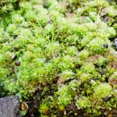 Fossombronia sp. (genus) (A leafy liverwort) at Aranda, ACT - 3 Aug 2024 by CathB