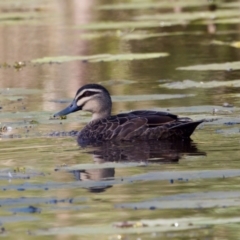 Anas superciliosa (Pacific Black Duck) at Coopernook, NSW - 12 Jun 2024 by KorinneM