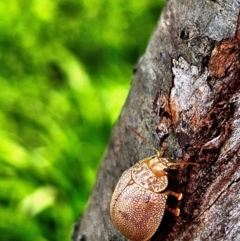 Paropsis atomaria (Eucalyptus leaf beetle) at Evatt, ACT - 4 Aug 2024 by PetraPeoplEater