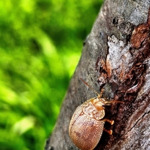 Paropsis atomaria at Evatt, ACT - 4 Aug 2024