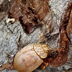 Paropsis atomaria at Evatt, ACT - 4 Aug 2024