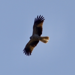 Haliastur sphenurus at Coopernook, NSW - 12 Jun 2024