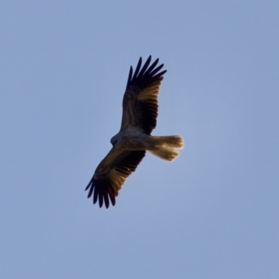 Haliastur sphenurus (Whistling Kite) at Coopernook, NSW - 12 Jun 2024 by KorinneM