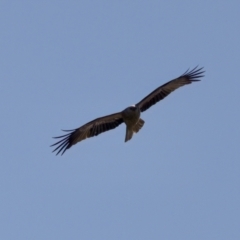 Haliastur sphenurus at Coopernook, NSW - 12 Jun 2024