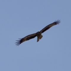 Haliastur sphenurus at Coopernook, NSW - 12 Jun 2024 01:17 PM