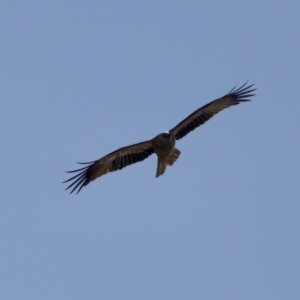 Haliastur sphenurus at Coopernook, NSW - 12 Jun 2024