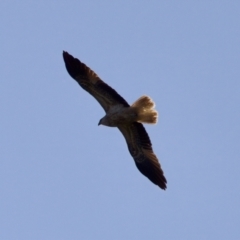 Haliastur sphenurus at Coopernook, NSW - 12 Jun 2024