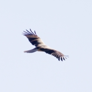 Haliastur sphenurus at Coopernook, NSW - 12 Jun 2024