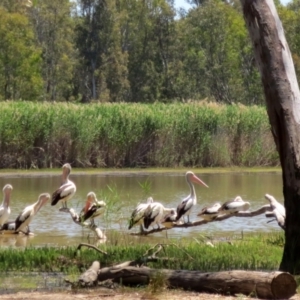 Pelecanus conspicillatus at Barmah, VIC - 24 Nov 2015