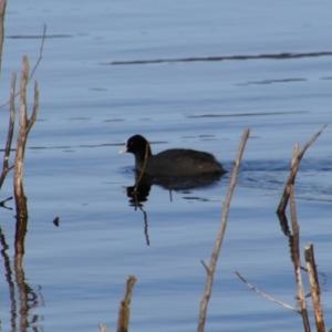 Fulica atra at Googong, NSW - 4 Aug 2024 10:34 AM