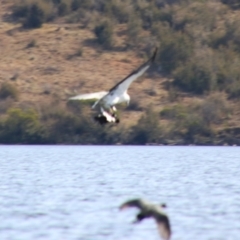 Haliaeetus leucogaster (White-bellied Sea-Eagle) at Yarrow, NSW - 4 Aug 2024 by MB