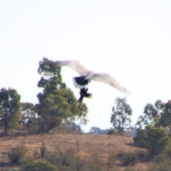 Haliaeetus leucogaster at Yarrow, NSW - 4 Aug 2024