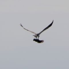 Haliaeetus leucogaster at Yarrow, NSW - 4 Aug 2024 11:35 AM