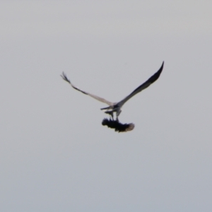 Haliaeetus leucogaster at Yarrow, NSW - 4 Aug 2024