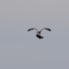 Haliaeetus leucogaster at Yarrow, NSW - 4 Aug 2024