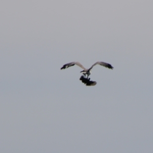 Haliaeetus leucogaster at Yarrow, NSW - 4 Aug 2024 11:35 AM