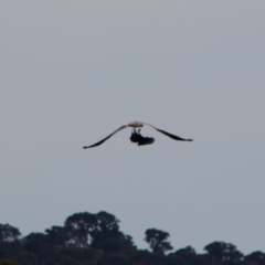 Haliaeetus leucogaster at Yarrow, NSW - 4 Aug 2024