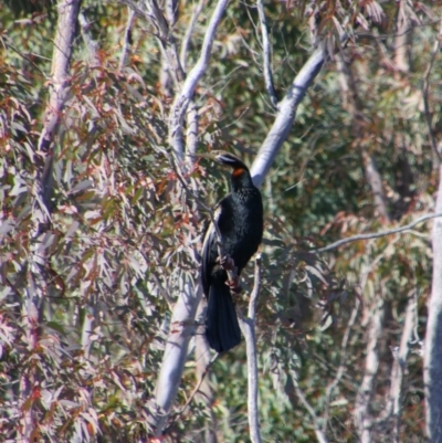 Anhinga novaehollandiae (Australasian Darter) at Yarrow, NSW - 4 Aug 2024 by MB