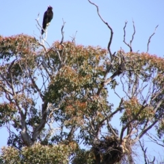 Aquila audax at Yarrow, NSW - 4 Aug 2024