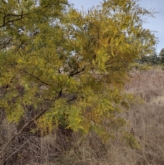 Acacia (genus) (A Wattle) at Chisholm, ACT - 4 Aug 2024 by PatMASH