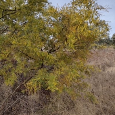 Acacia sp. (A Wattle) at Chisholm, ACT - 4 Aug 2024 by PatMASH