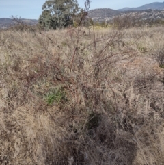 Indigofera australis subsp. australis at Chisholm, ACT - 4 Aug 2024