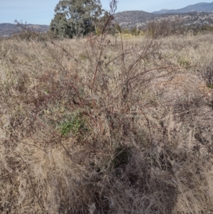 Indigofera australis subsp. australis at Chisholm, ACT - 4 Aug 2024