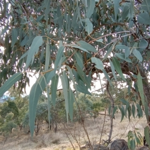 Eucalyptus nortonii at Chisholm, ACT - 4 Aug 2024 03:02 PM