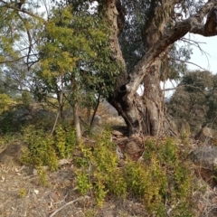 Eucalyptus nortonii at Chisholm, ACT - 4 Aug 2024 03:02 PM