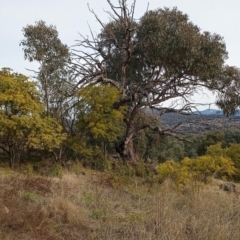 Eucalyptus nortonii at Chisholm, ACT - 4 Aug 2024