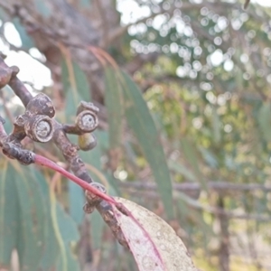 Eucalyptus nortonii at Chisholm, ACT - 4 Aug 2024 03:02 PM