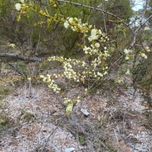 Acacia genistifolia at Garran, ACT - 4 Aug 2024 04:16 PM