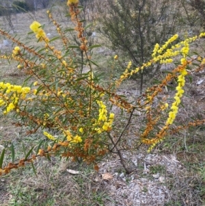 Acacia lanigera var. lanigera at Garran, ACT - 4 Aug 2024 04:13 PM