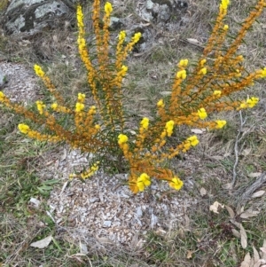 Acacia lanigera var. lanigera at Garran, ACT - 4 Aug 2024