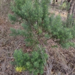 Cassinia longifolia (Shiny Cassinia, Cauliflower Bush) at Chisholm, ACT - 4 Aug 2024 by PatMASH