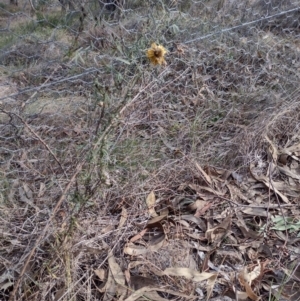 Xerochrysum viscosum at Chisholm, ACT - 4 Aug 2024