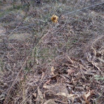 Xerochrysum viscosum (Sticky Everlasting) at Chisholm, ACT - 4 Aug 2024 by PatMASH